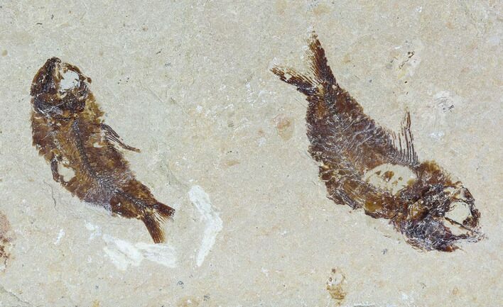 Two Cretaceous Fossil Fish (Armigatus) - Lebanon #110839